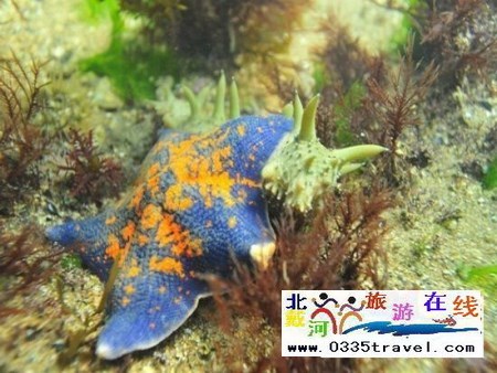 北戴河碧螺塔行者潛水俱樂(lè)部