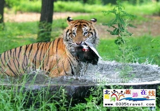 秦皇島野生動(dòng)物園