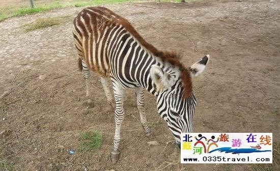 秦皇島野生動(dòng)物園