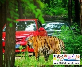 [秦皇島] 秦皇島野生動(dòng)物園景點(diǎn)門票優(yōu)惠88元起團(tuán)，一人也成團(tuán)，團(tuán)隊(duì)更優(yōu)惠，咨詢電話0335-3522599: