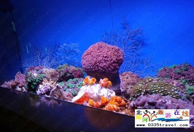 北戴河圣藍(lán)皇家海洋公園