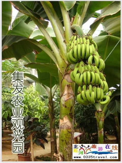 秦皇島一卡通旅游年票優(yōu)惠辦理電話(huà)0335-3522588 3522599 13191824199