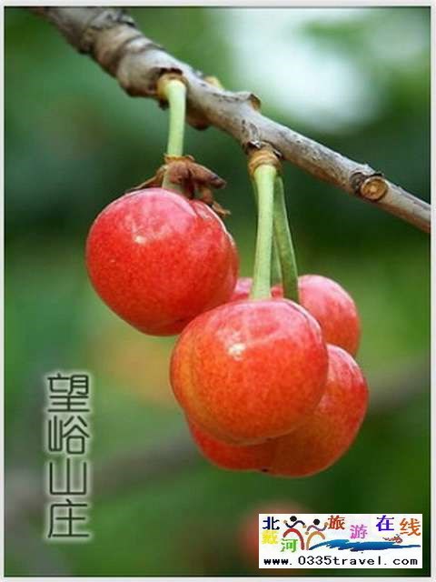 秦皇島一卡通旅游年票優(yōu)惠辦理電話(huà)0335-3522588 3522599 13191824199